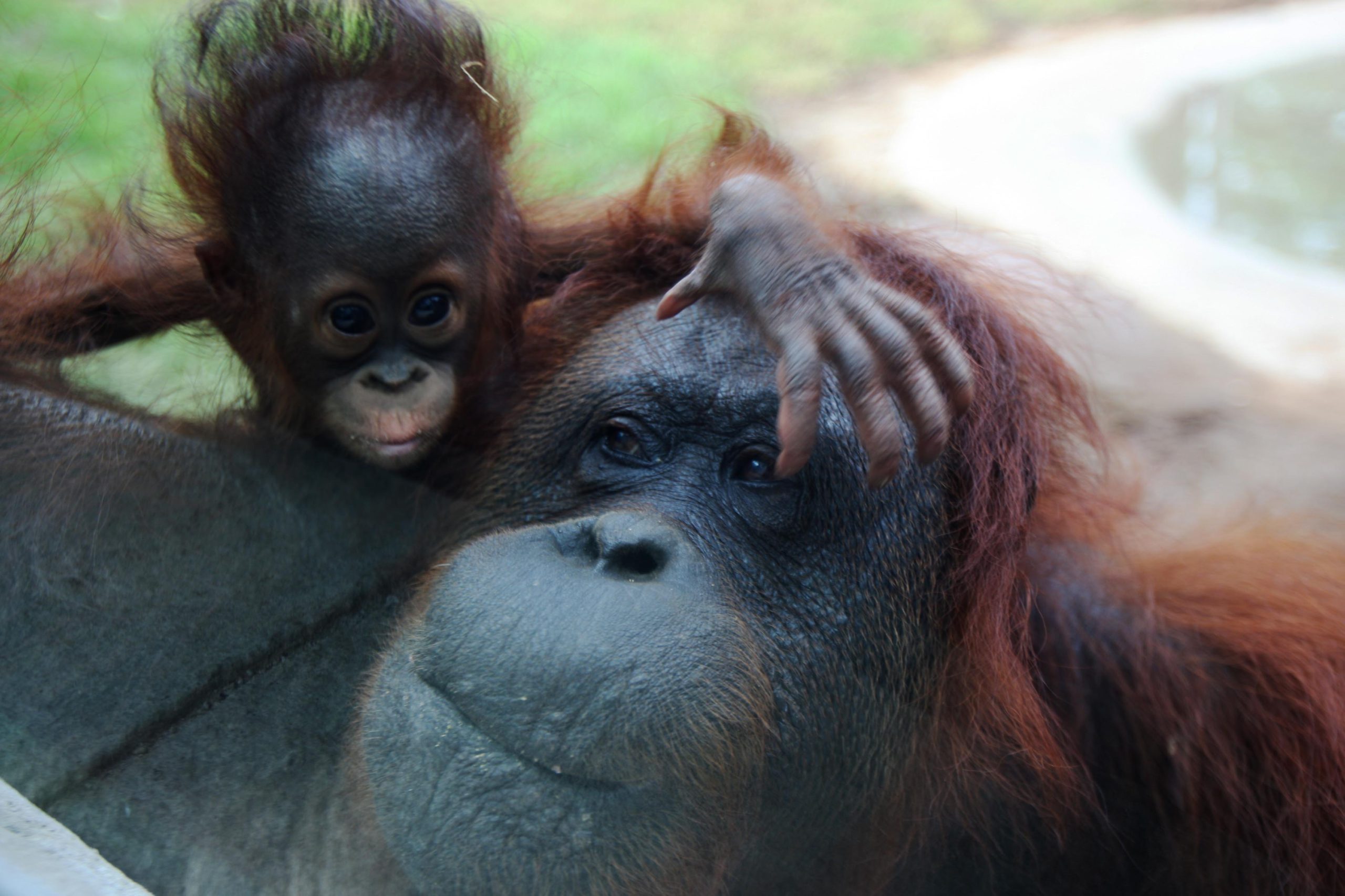 En Guadalajara presentan crías de orangután, especie en peligro de extinción