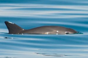 Vaquita marina: 30 años de alarmas