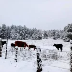 Ganado en un paisaje blanco en Durango.