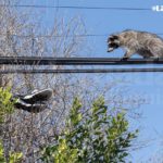 Después de varios minutos, el mapache saltó a un árbol y de ahí corrió a un domicilio, donde lo dejaron.