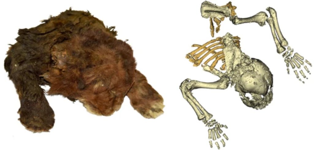 El ejemplar juvenil del tigre dientes de sable (Homotherium) encontrado en el permafrost de Siberia. Imágenes: Scientific Reports