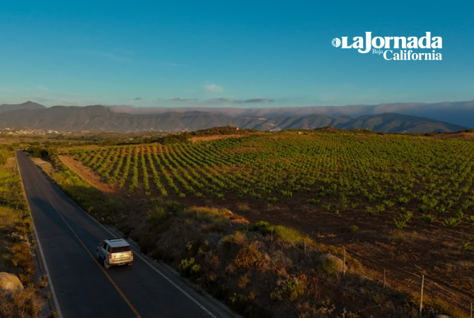 Imágenes aéreas del Valle de Guadalupe, Crédito Omar Martínez, Tijuana, 1