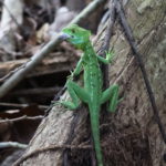 (250522) -- SAN JOSE, 22 mayo, 2025 (Xinhua) -- Imagen del 22 de marzo de 2025 de un basilisco emplumado visto en Cano Negro, en el norte de Costa Rica. Costa Rica es uno de los países con mayor biodiversidad de Centroamérica, con más de 500.000 especies. (Xinhua/Fan Xiaolin) (jg) (ah) (vf)