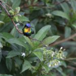 (250522) -- SAN JOSE, 22 mayo, 2025 (Xinhua) -- Imagen del 18 de mayo de 2025 de un colibrí garganta de fuego visto en el distrito de Copey, Costa Rica. Costa Rica es uno de los países con mayor biodiversidad de Centroamérica, con más de 500.000 especies. (Xinhua/Fan Xiaolin) (jg) (ah) (vf)