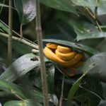 (250522) -- SAN JOSE, 22 mayo, 2025 (Xinhua) -- Imagen del 28 de marzo de 2025 de una víbora de pestañas vista en el Parque Nacional Cahuita, Costa Rica. Costa Rica es uno de los países con mayor biodiversidad de Centroamérica, con más de 500.000 especies. (Xinhua/Fan Xiaolin) (jg) (ah) (vf)