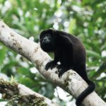 (250522) -- SAN JOSE, 22 mayo, 2025 (Xinhua) -- Imagen del 24 de marzo de 2025 de un mono aullador de manto visto en Boca Tapada, en el norte de Costa Rica. Costa Rica es uno de los países con mayor biodiversidad de Centroamérica, con más de 500.000 especies. (Xinhua/Fan Xiaolin) (jg) (ah) (vf)