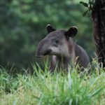 (250522) -- SAN JOSE, 22 mayo, 2025 (Xinhua) -- Imagen del 25 de marzo de 2025 de un tapir de Baird visto en Boca Tapada, en el norte de Costa Rica. Costa Rica es uno de los países con mayor biodiversidad de Centroamérica, con más de 500.000 especies. (Xinhua/Fan Xiaolin) (jg) (ah) (vf)